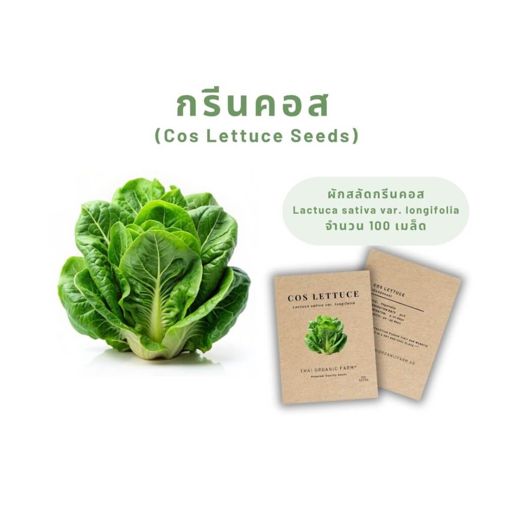 เมล็ดพันธุ์ผักสลัดกรีนคอส LETPOT ไทย ออแกนิค ฟาร์ม